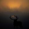 Stag at Studley Royal Sunrise