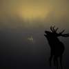 Stag - sunrise Studley