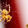 spider01