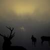 Stag plus2 hinds sunrise